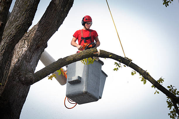 Best Commercial Tree Services  in Caoncito, NM