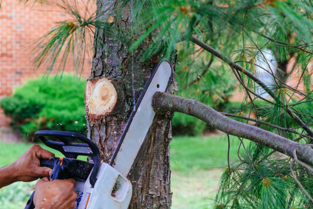 Best Stump Grinding and Removal  in Caoncito, NM